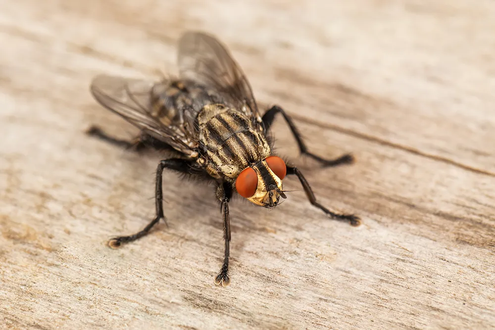 FLIEGENBEKÄMPFUNG