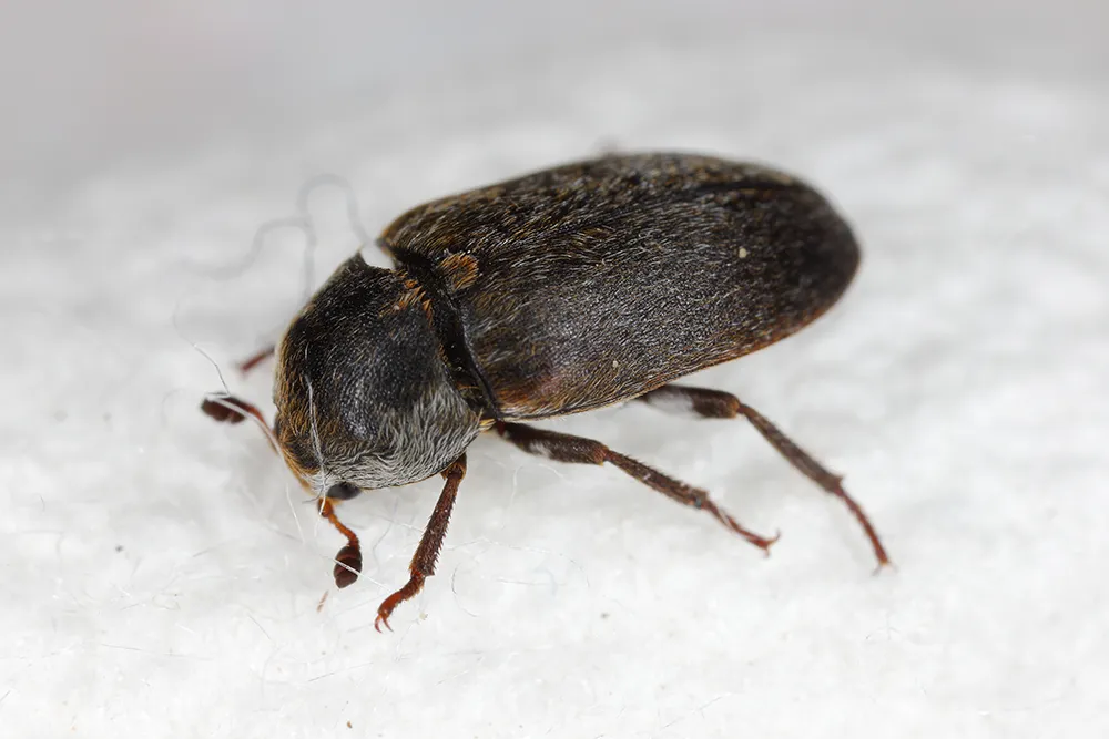 Lederkäfer (Dermestes sibiricus). Hautkäfer. Ein häufiger Schädling in Wohnungen.